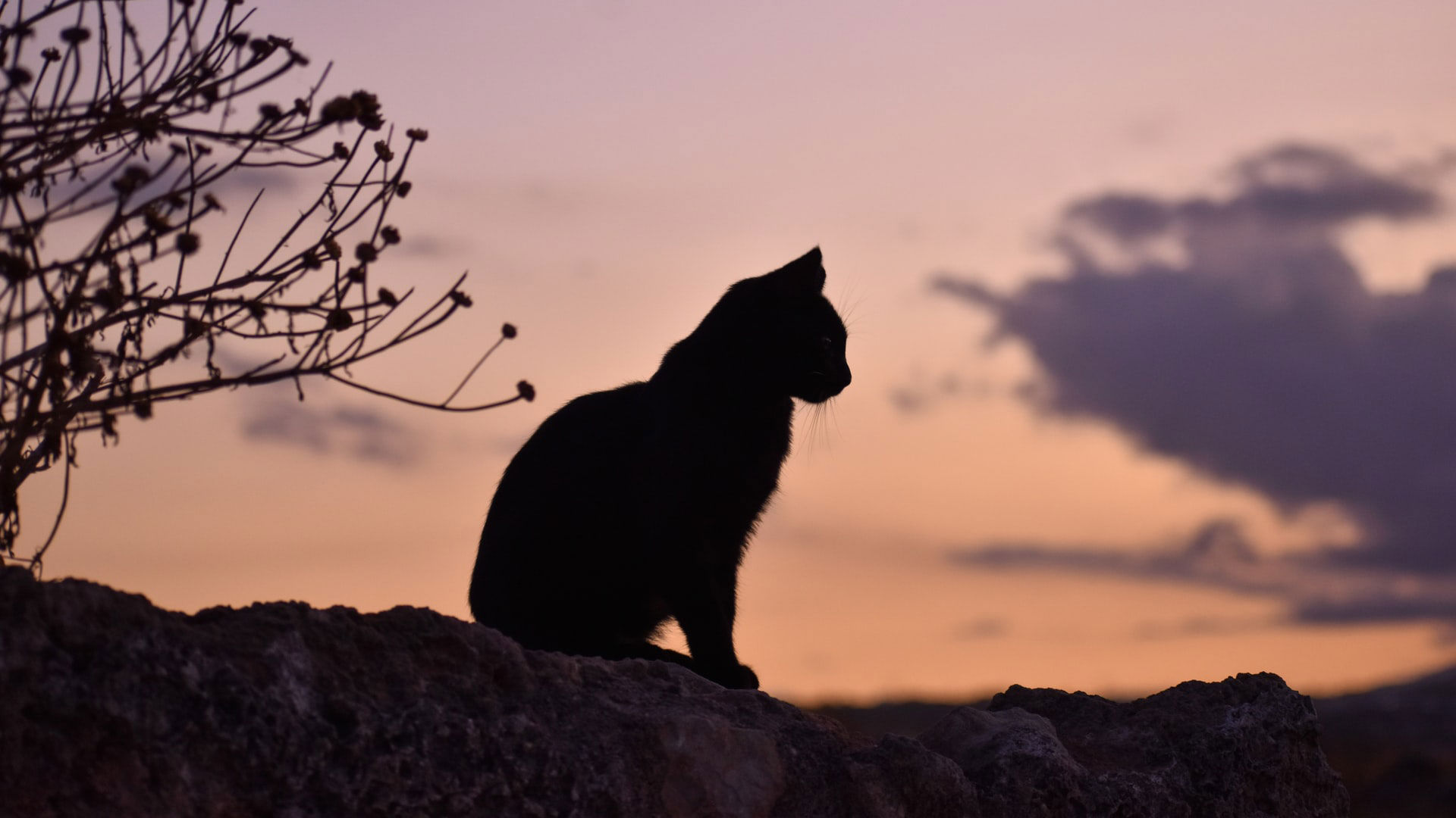 Котка стояща на скала, а на заден фон красив залез